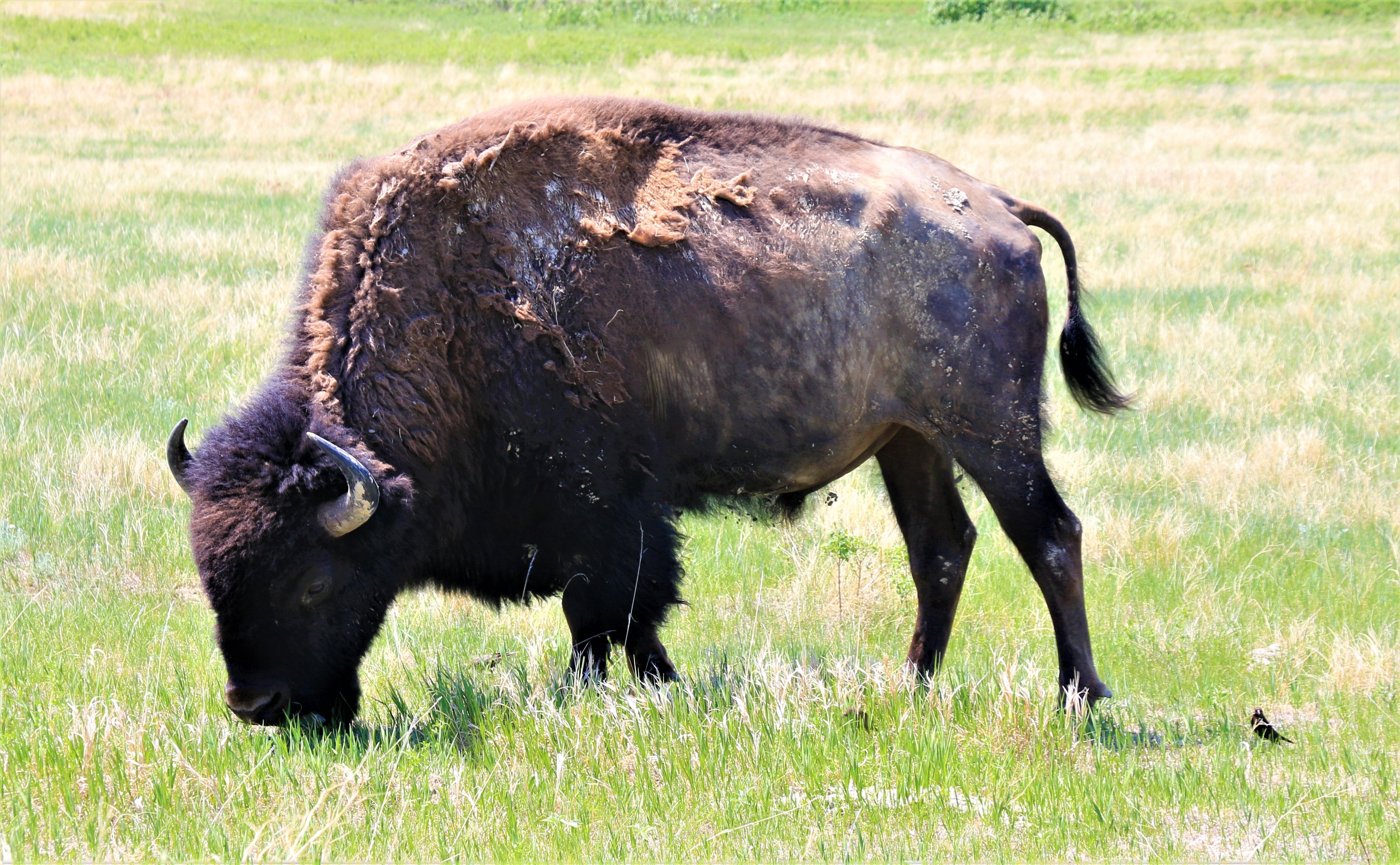 Theodore Roosevelt NP
